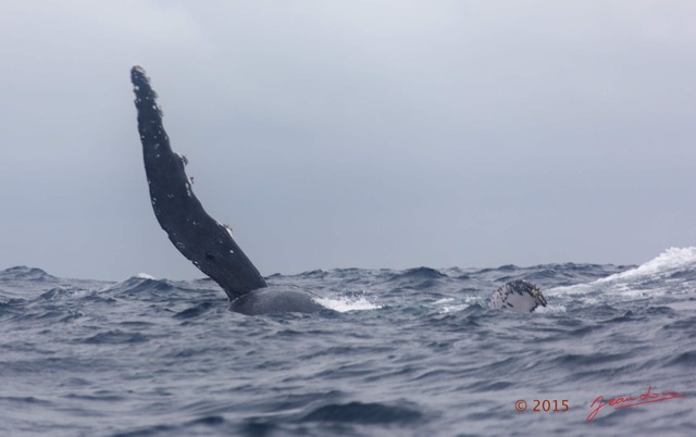 015 BALEINES 2 Cetacea Baleine a Bosse Megaptera novaeangliae Nageoire Pectorale 15E5K3IMG_108317wtmk.jpg