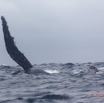 015 BALEINES 2 Cetacea Baleine a Bosse Megaptera novaeangliae Nageoire Pectorale 15E5K3IMG_108317wtmk.jpg