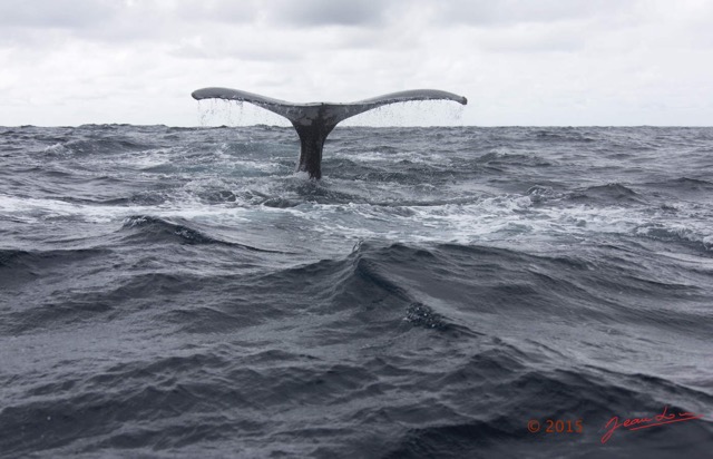 020 BALEINES 2 Cetacea Baleine a Bosse Megaptera novaeangliae Nageoire Caudale 15E5K3IMG_108484wtmk.jpg