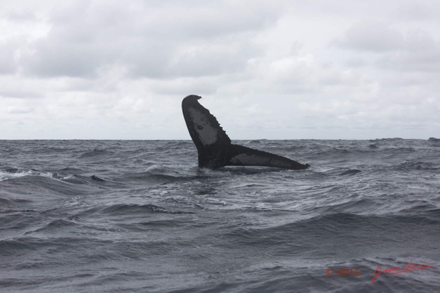 021 BALEINES 2 Cetacea Baleine a Bosse Megaptera novaeangliae Nageoire Caudale 15E5K3IMG_108472wtmk.jpg