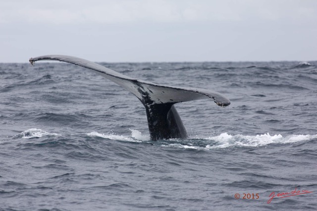 025 BALEINES 2 Cetacea Baleine a Bosse Megaptera novaeangliae Nageoire Caudale 15E5K3IMG_108422wtmk.jpg