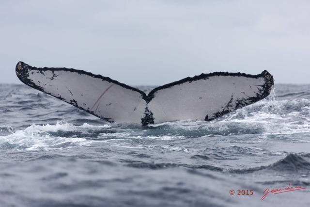 026 BALEINES 2 Cetacea Baleine a Bosse Megaptera novaeangliae Nageoire Caudale 15E5K3IMG_108418wtmk.jpg