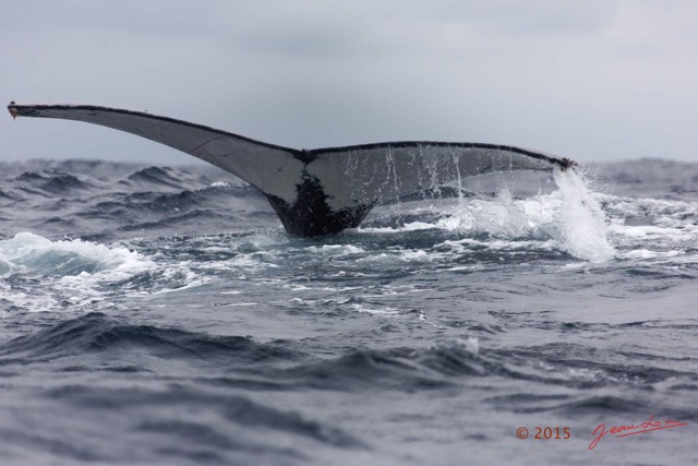 027 BALEINES 2 Cetacea Baleine a Bosse Megaptera novaeangliae Nageoire Caudale 15E5K3IMG_108416wtmk.jpg