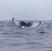 028 BALEINES 2 Cetacea Baleine a Bosse Megaptera novaeangliae Nageoire Caudale 15E5K3IMG_108322wtmk.jpg
