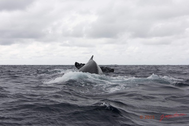 032 BALEINES 2 Cetacea Baleine a Bosse Megaptera novaeangliae et Nageoire Caudale 15E5K3IMG_108481wtmk.jpg
