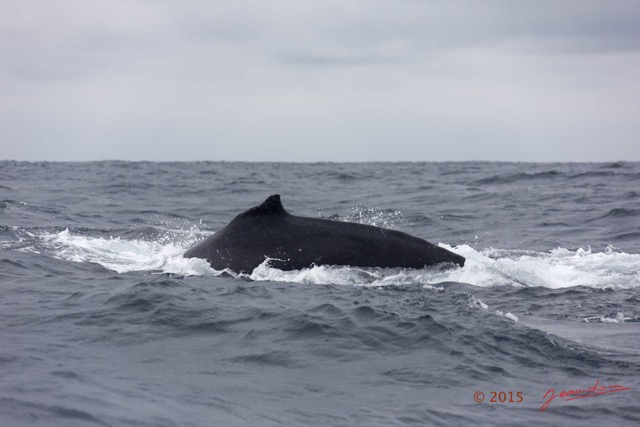 033 BALEINES 2 Cetacea Baleine a Bosse Megaptera novaeangliae Aileron Dorsal 15E5K3IMG_108396wtmk.jpg