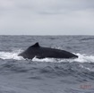 033 BALEINES 2 Cetacea Baleine a Bosse Megaptera novaeangliae Aileron Dorsal 15E5K3IMG_108396wtmk.jpg