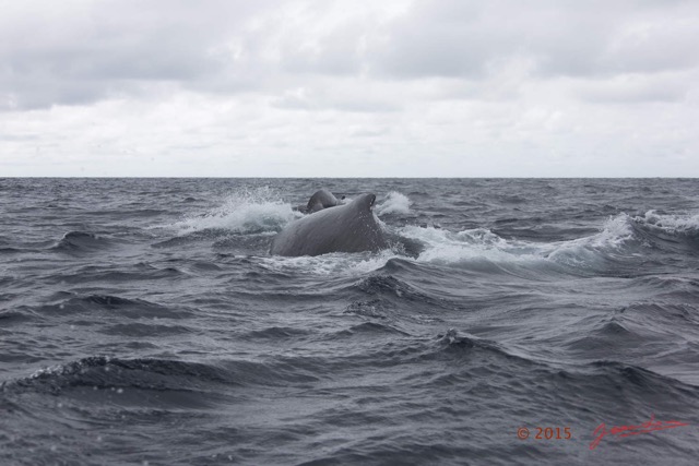 034 BALEINES 2 Cetacea Baleine a Bosse Megaptera novaeangliae 15E5K3IMG_108479wtmk.jpg