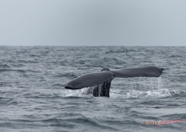 006 Baleines de Libreville la Queue Plongeante 13E5K3IMG_93321wtmk.jpg