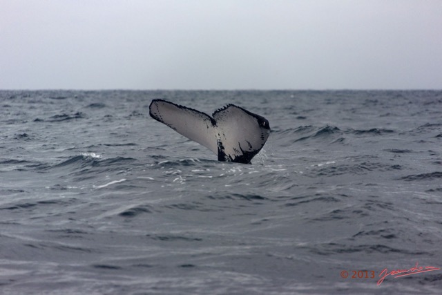 025 Baleines de Libreville Queue Plongeante 13E5K3IMG_93432wtmk.jpg