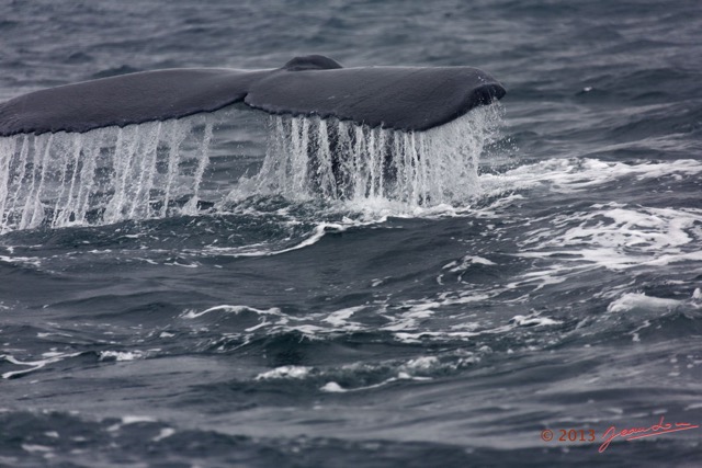 028 Baleines de Libreville Queue Plongeante 13E5K3IMG_93454wtmk.jpg
