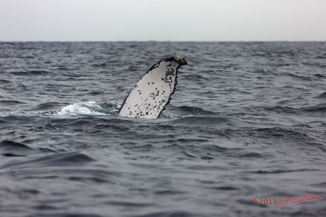 033 Baleines de Libreville Nageoire Pelvienne 13E5K3IMG_93506wtmk.jpg
