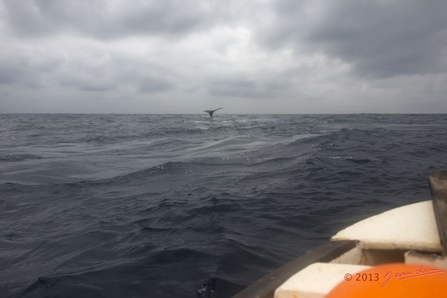 038 Baleines de Libreville Queue Plongeante Vu du Bateau 13E5K3IMG_93583wtmk.jpg