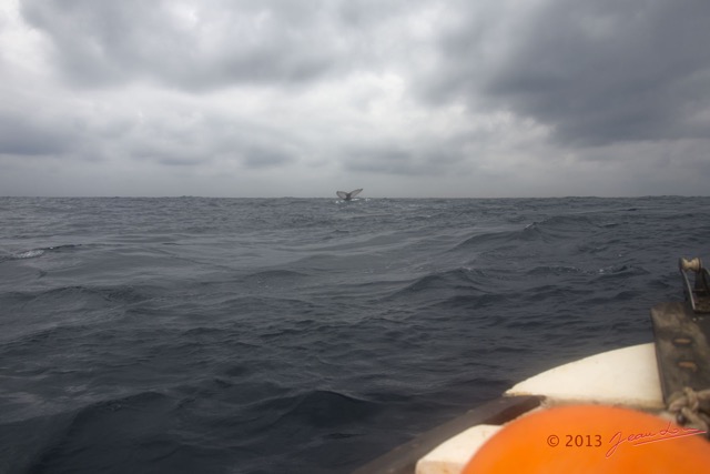039 Baleines de Libreville Queue Plongeante Vu du Bateau 13E5K3IMG_93584wtmk.jpg