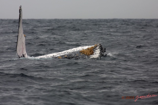041 Baleines de Libreville Nage sur le Dos 13E5K3IMG_93587wtmk.jpg