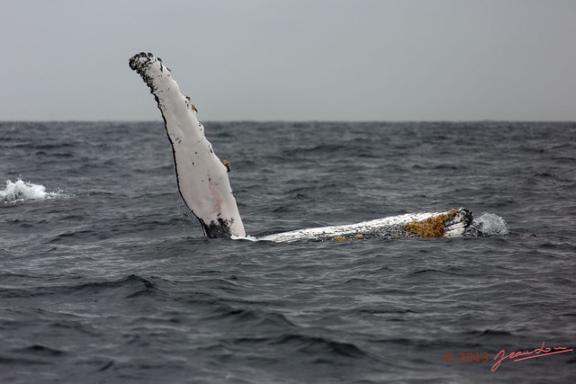 042 Baleines de Libreville Nage sur le Dos 13E5K3IMG_93588wtmk.jpg