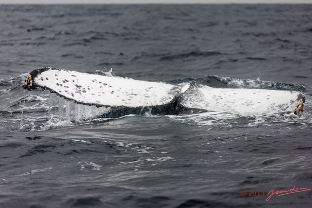 049 Baleines de Libreville Queue Plongeante sur le Dos 13E5K3IMG_93629wtmk.jpg