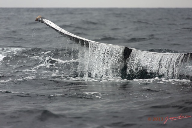 050 Baleines de Libreville Queue Plongeante sur le Dos 13E5K3IMG_93630wtmk.jpg
