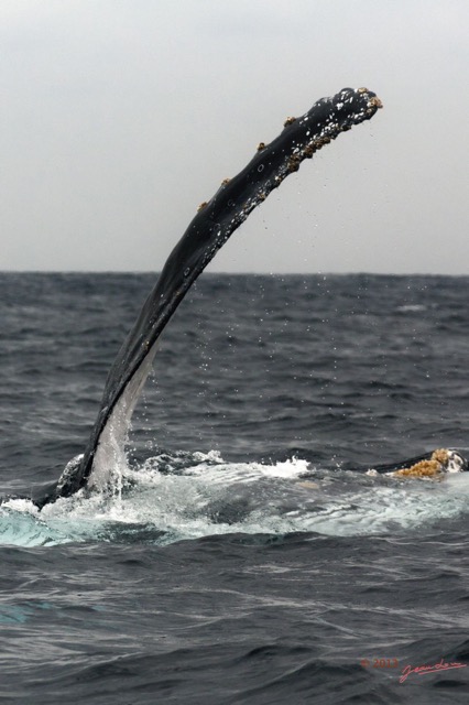 052 Baleines de Libreville Nage sur le Dos 13E5K3IMG_93635awtmk.jpg