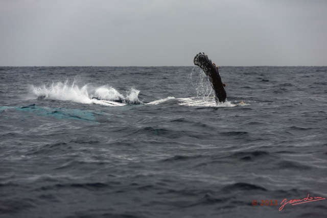 055 Baleines de Libreville Nage sur le Dos 13E5K3IMG_93638wtmk.jpg