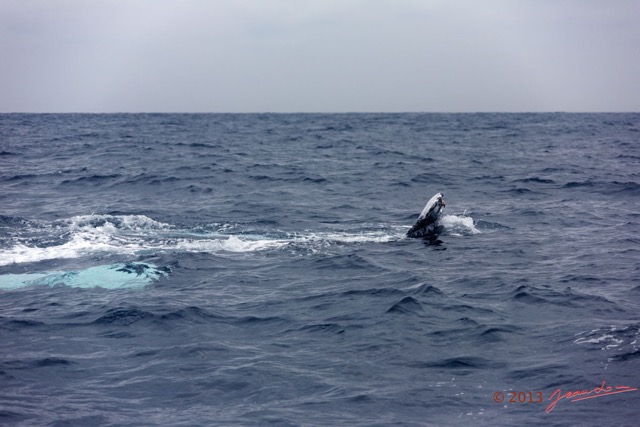 057 Baleines de Libreville Duo sur le Dos 13E5K3IMG_93645wtmk.jpg