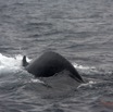 058 Baleines de Libreville le Dos 13E5K3IMG_93652wtmk.jpg