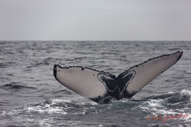 061 Baleines de Libreville Queue Plongeante 13E5K3IMG_93671wtmk.jpg