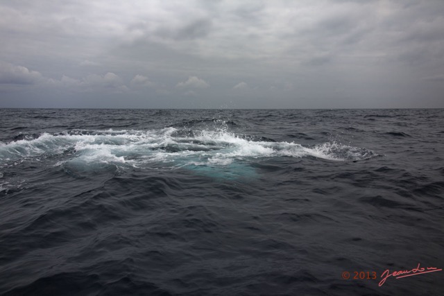 064 Baleines de Libreville Nage sur le Dos 13E5K3IMG_93699wtmk.jpg