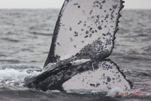 067 Baleines de Libreville Queue Plongeante 13E5K3IMG_93727wtmk.jpg