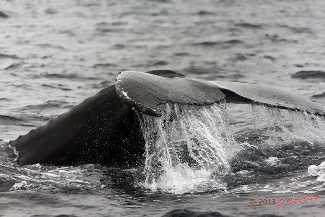 071 Baleines de Libreville Queue Plongeante 13E5K3IMG_93756wtmk.jpg