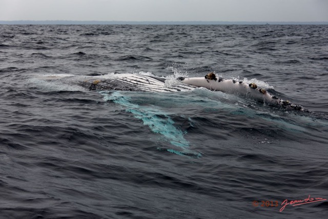 076 Baleines de Libreville Nage sur le Dos 13E5K3IMG_93797wtmk.jpg