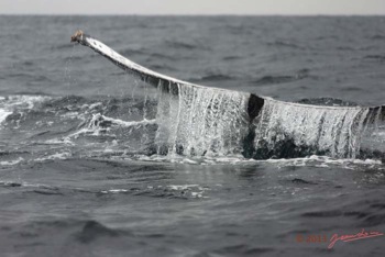 Baleines-de-Libreville-Queue-Plongeante-sur-le-Dos-13E5K3IMG_93630wtmk-Web