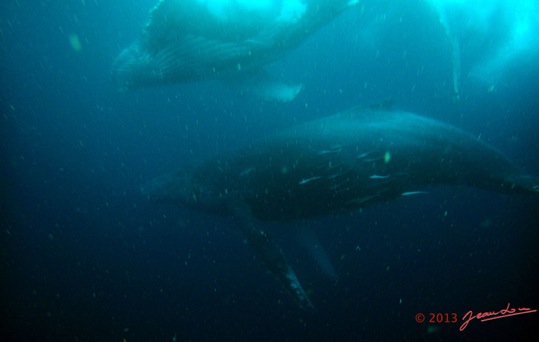 Baleines-de-Libreville-Vue-sous-la-Surface-13WG3IMG_8P0018awtmk-Web