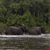 198 KONGOU 2 Fleuve Ivindo Elephants 10E5K2IMG_60370awtmk.jpg