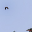 233 KONGOU 2 Fleuve Ivindo Oiseau Perroquet Gris PSITTACUS Erithacus 10E5K2IMG_60471wtmk.jpg