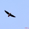 237 KONGOU 2 Fleuve Ivindo Oiseau Perroquet Gris PSITTACUS Erithacus 10E5K2IMG_60500wtmk.jpg