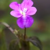 030 Dji-Dji Chute 2 Fleur Violette 10E5K2IMG_62725wtmk.jpg
