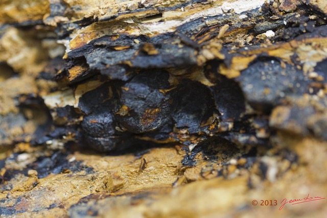 063 AMBINDA les Fossiles Colonie de Nodules dans leur Gangue 13E5K3IMG_94151wtmk.jpg