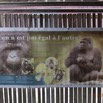 020 LOANGO EVENGUE le Centre Abri et Message Information sur les Gorilles 12E5K2IMG_78055wtmk.jpg