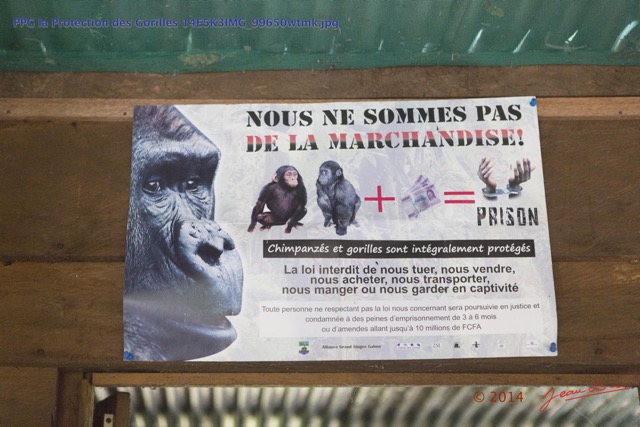 036 PPG la Protection des Gorilles 14E5K3IMG_99650wtmk.jpg