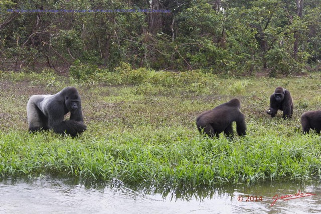 061 PPG Ile aux Gorilles Groupe 4 Nourrissage des Primates 14E5K3IMG_110822wtmk.jpg