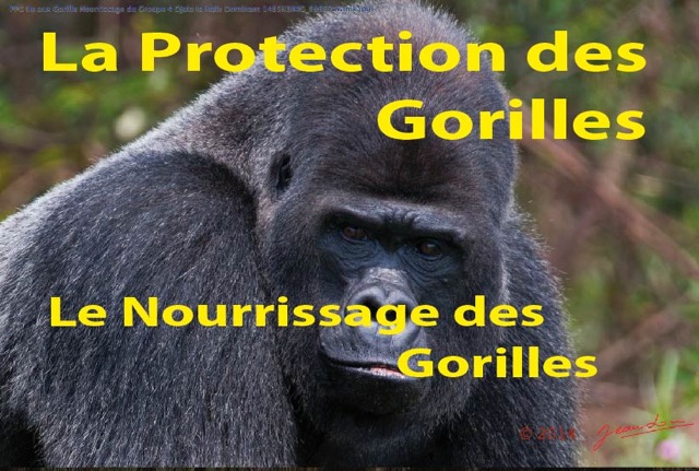 064 Titre Photo PPG Gorilles Nourrissage Gorilles-01.jpg
