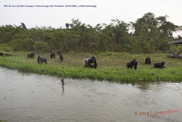 073 PPG Ile aux Gorilles Groupe 4 Nourrissage des Primates 14E5K3IMG_110823wtmk.jpg
