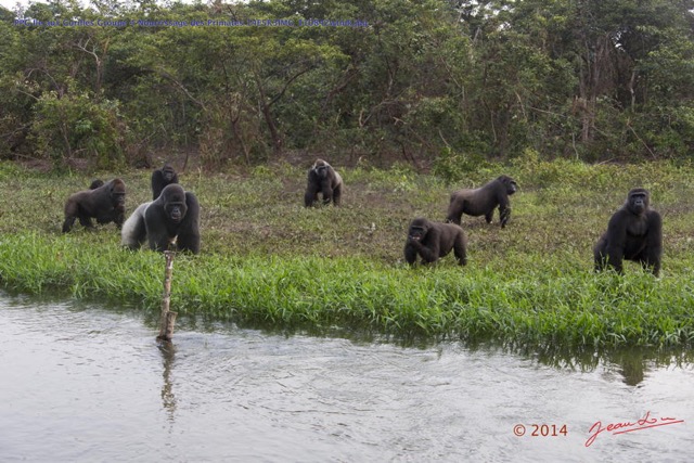 078 PPG Ile aux Gorilles Groupe 4 Nourrissage des Primates 14E5K3IMG_110842wtmk.jpg