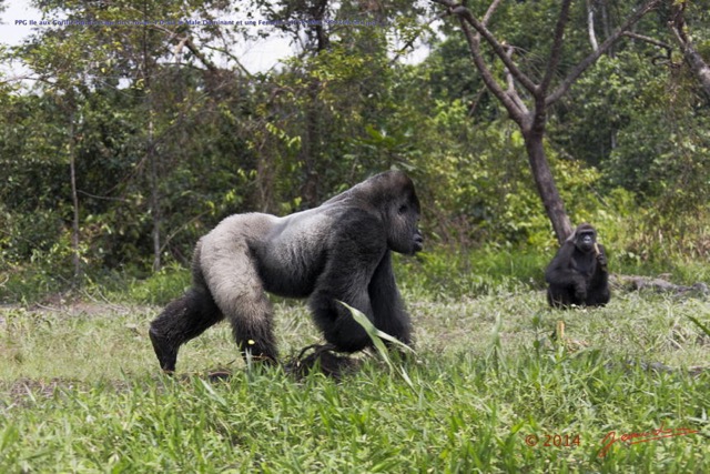 108 PPG Ile aux Gorille Nourrissage du Groupe 4 Djala le Male Dominant et une Femelle 14E5K3IMG_99936wtmk.jpg
