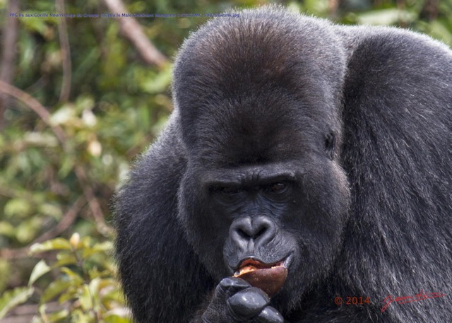 118 PPG Ile aux Gorille Nourrissage du Groupe 4 Djala le Male Dominant Mangeant 14E5K3IMG_99828awtmk.jpg