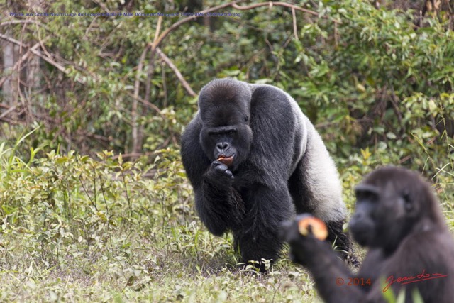 119 PPG Ile aux Gorille Nourrissage du Groupe 4 Djala le Male Dominant Mangeant 14E5K3IMG_99828wtmk.jpg