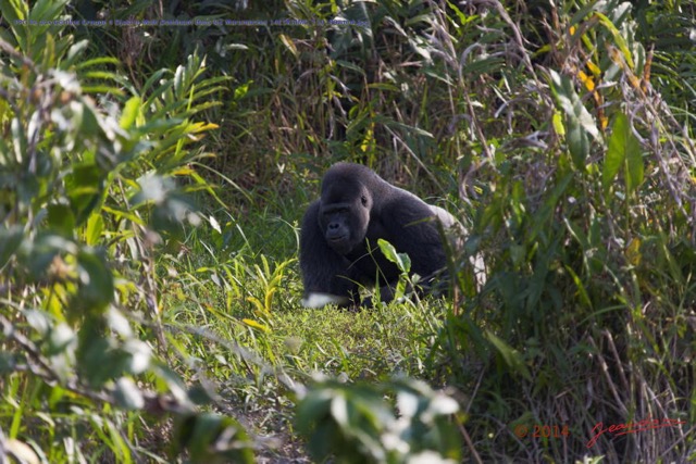 169 PPG Ile aux Gorilles Groupe 4 Djala le Male Dominant dans les Marantacees 14E5K3IMG_110189wtmk.jpg