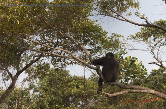 179 PPG Ile aux Gorilles Groupe 4 Jeune Gorille dans les Branches 14E5K3IMG_110244wtmk.jpg