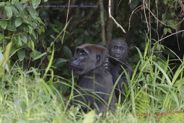 199 PPG Ile aux Gorilles Femelle et Jeune Gorille dans la Foret 14E5K3IMG_110106wtmk.jpg